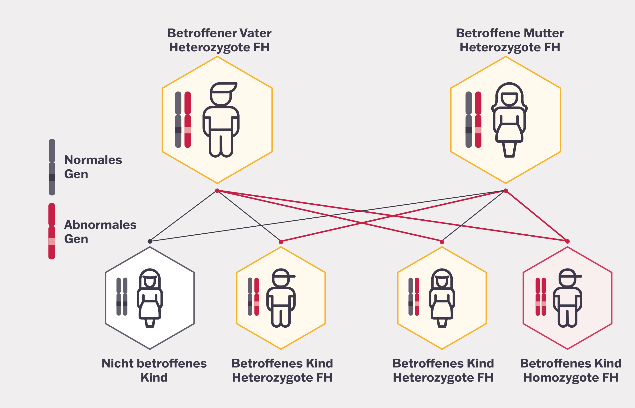 Diagramm, das die Vererbung der familiären Hypercholesterinämie (FH) zeigt. Beide Eltern sind betroffene Heterozygote und werden mit normalen und abnormalen Genen dargestellt. Mögliche Ergebnisse für das Kind umfassen ein nicht betroffenes Kind, Kinder mit heterozygoter FH und ein Kind mit homozygoter FH.
