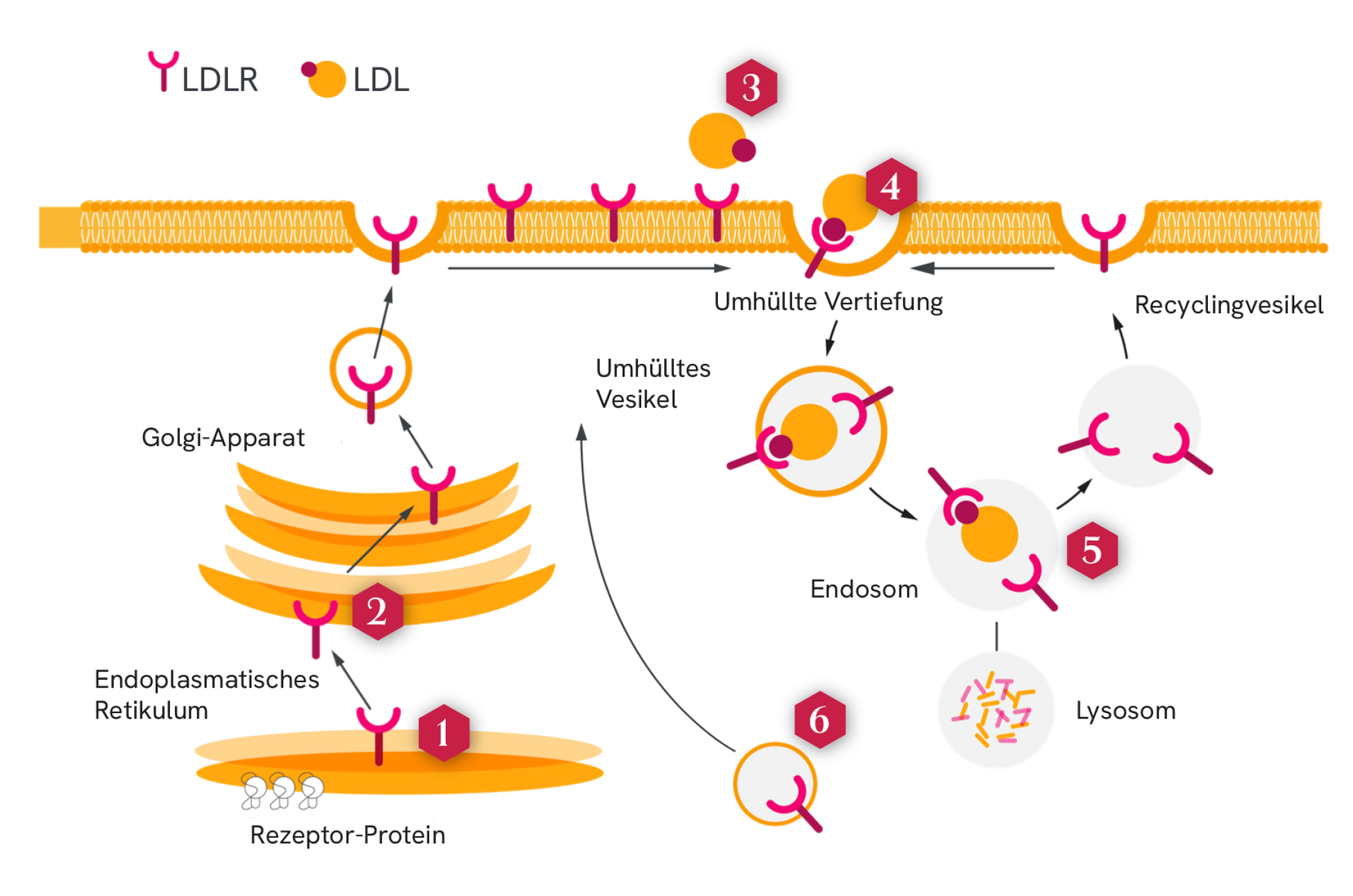 Diagramm, das den LDL-Rezeptor-(LDLR-)Signalweg und die sechs Klassen der mit HoFH verbundenen LDLR-Funktionsstörungen darstellt. Es zeigt die Synthese des LDLR im endoplasmatischen Retikulum, seine Verarbeitung im Golgi-Apparat, den Transport zur Zellmembran, die Bindung von LDL-Partikeln, die Internalisierung über clathrinbeschichtete Gruben, die Bildung von Endosomen, das Recycling des Rezeptors und den lysosomalen Abbau. Nummerierte Markierungen entsprechen den sechs Defektklassen: fehlende LDLR-Synthese, fehlerhafter Transport aus dem endoplasmatischen Retikulum, beeinträchtigte LDL-Bindung, gestörte Internalisierung, fehlgeschlagenes Rezeptorrecycling und unzureichender Transport des LDLR zur Zelloberfläche.