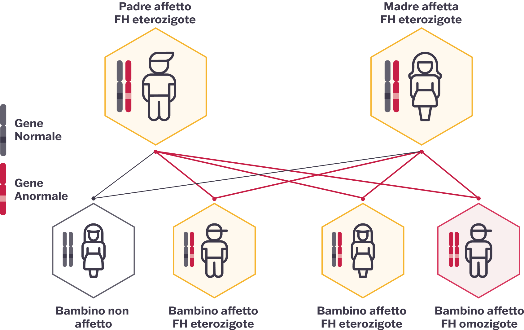 Diagramma che mostra l’ereditarietà dell’ipercolesterolemia familiare (FH). Entrambi i genitori sono eterozigoti affetti, illustrati con geni normali e anomali. I possibili risultati per il bambino includono un bambino non affetto, bambini con FH eterozigote e un bambino con FH omozigote.