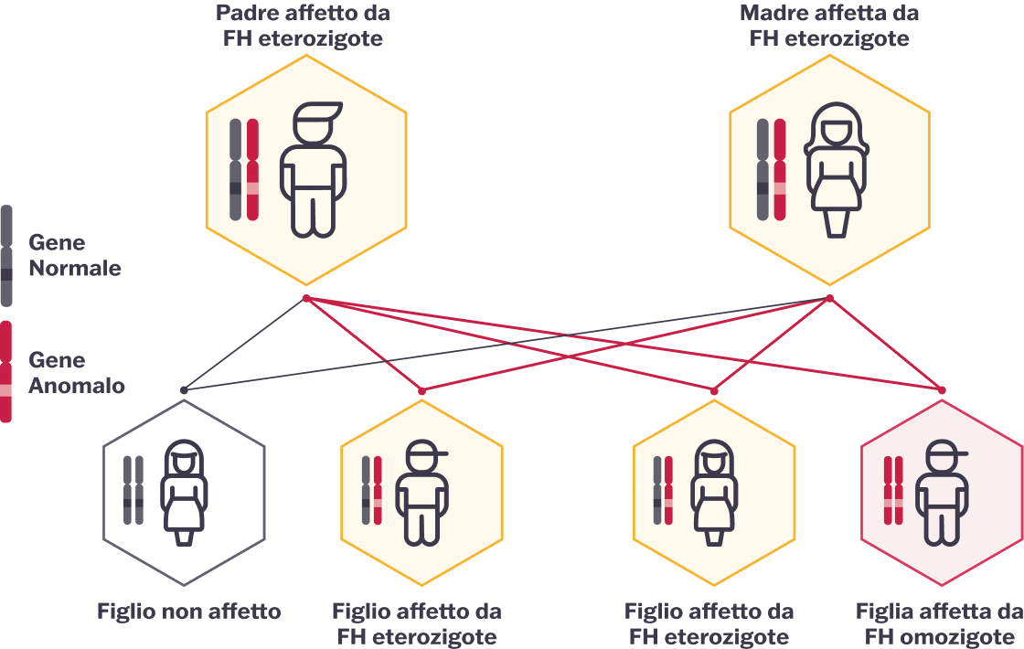 Diagramma che mostra l’ereditarietà dell’ipercolesterolemia familiare (FH). Entrambi i genitori sono eterozigoti affetti, illustrati con geni normali e anomali. I possibili risultati per il bambino includono un bambino non affetto, bambini con FH eterozigote e un bambino con FH omozigote.