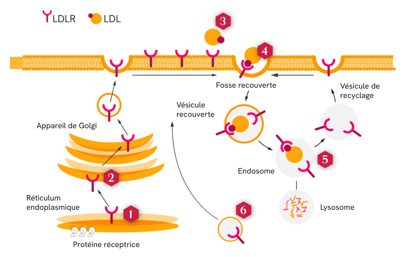 Schéma illustrant la voie du récepteur des LDL (LDLR) et les six classes de dysfonctionnement du LDLR associées à l’HFHo. Il montre la synthèse du LDLR dans le réticulum endoplasmique, son traitement dans l’appareil de Golgi, son déplacement vers la membrane cellulaire, la liaison aux particules de LDL, l’internalisation via les puits recouverts de clathrine, la formation de l’endosome, le recyclage du récepteur et la dégradation lysosomale. Des repères numérotés correspondent aux six classes de défauts : absence de synthèse du LDLR, transport défectueux depuis le réticulum endoplasmique, liaison au LDL altérée, internalisation défectueuse, recyclage du récepteur défaillant et transport du LDLR vers la surface cellulaire insuffisant.