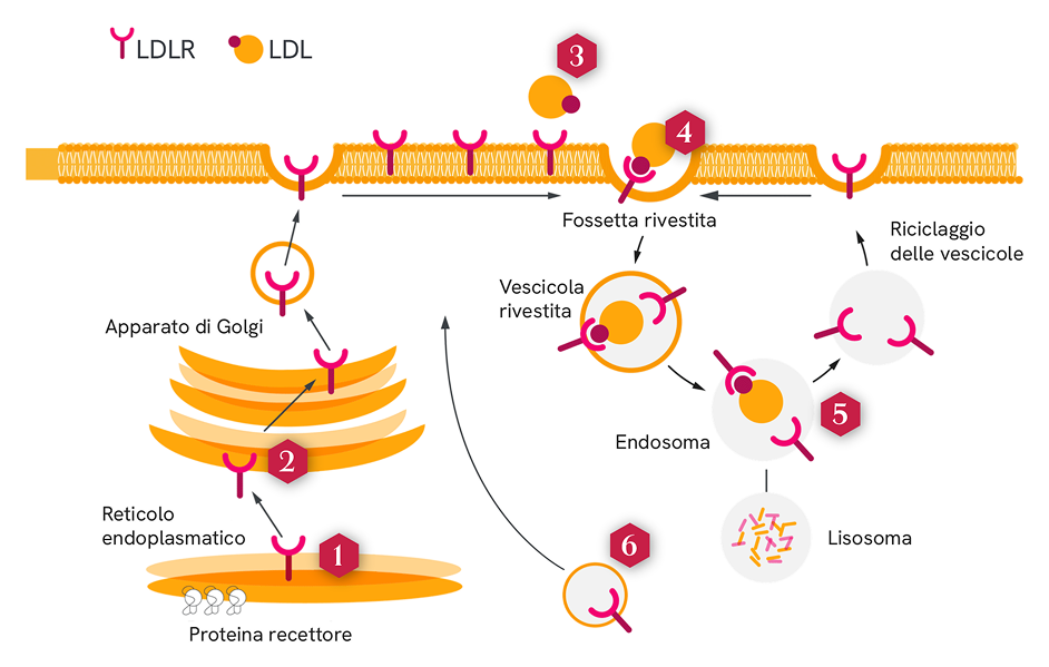 Diagramma che illustra la via del recettore delle LDL (LDLR) e le sei classi di disfunzione del LDLR associate alla HoFH. Mostra la sintesi del LDLR nel reticolo endoplasmatico, la sua elaborazione nell’apparato di Golgi, il trasferimento alla membrana cellulare, il legame con le particelle di LDL, l’internalizzazione attraverso invaginazioni rivestite di clatrina, la formazione dell’endosoma, il riciclo del recettore e la degradazione lisosomiale. I marcatori numerati corrispondono alle sei classi di difetti: assenza di sintesi del LDLR, trasporto difettoso dal reticolo endoplasmatico, legame con LDL compromesso, internalizzazione difettosa, riciclo del recettore non riuscito e trasporto insufficiente del LDLR verso la superficie cellulare.